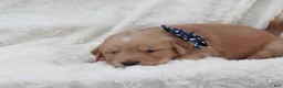 Golden Retriever dogs for sale: LYLE - Ad 1