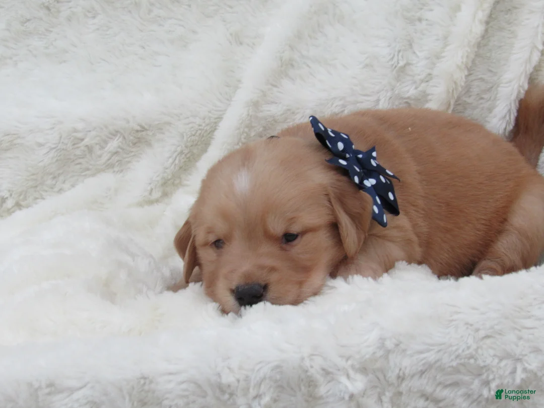 Golden Retriever dogs for sale: LYLE - Ad 1
