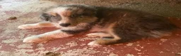 Australian Shepherd dogs for sale: Australian Shepherd 7 - Ad 17