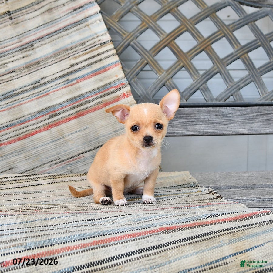 Chihuahua dogs Poppy - Ad 2