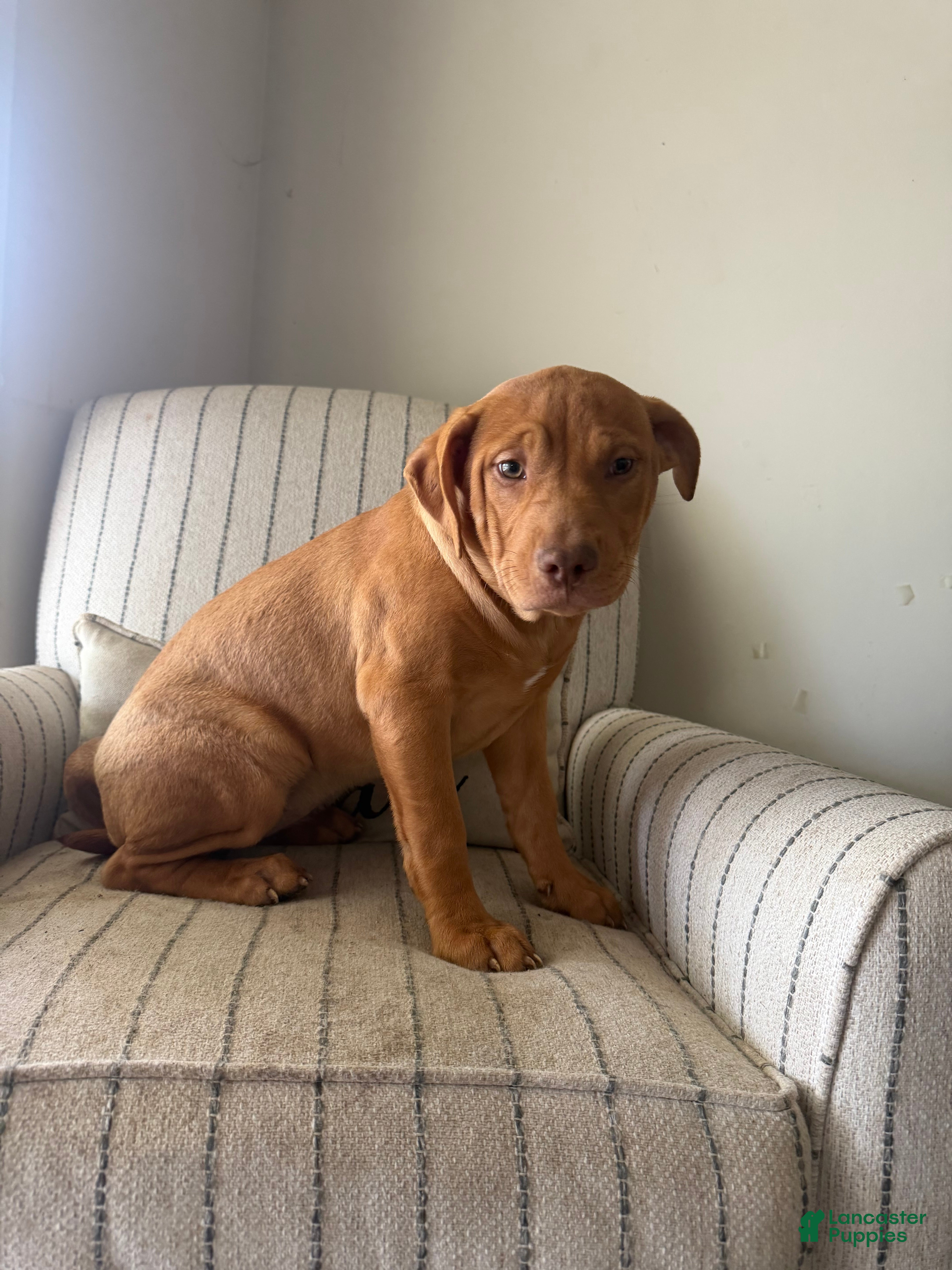 American Bully dogs Cliffette  - Ad 1