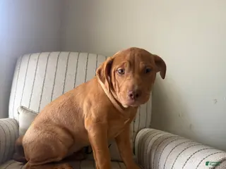 American Bully dogs for sale: Cliffette - Ad 3