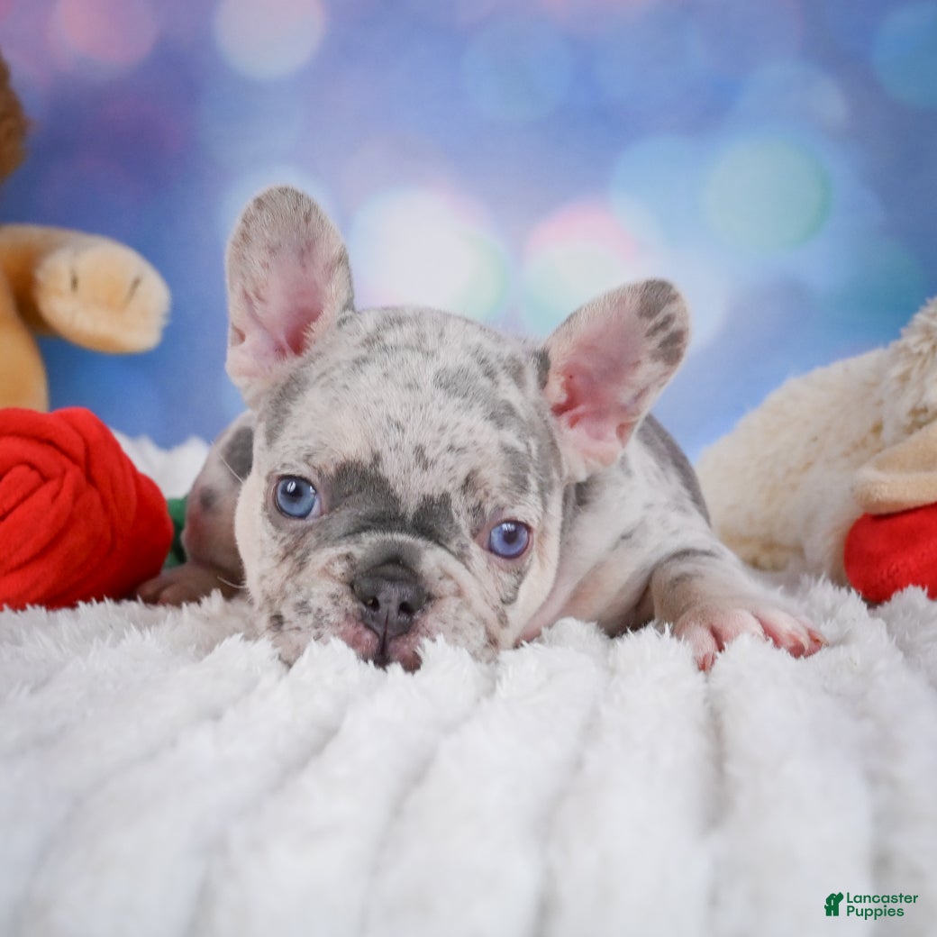 French Bulldog dogs for sale: Cody - Ad 2