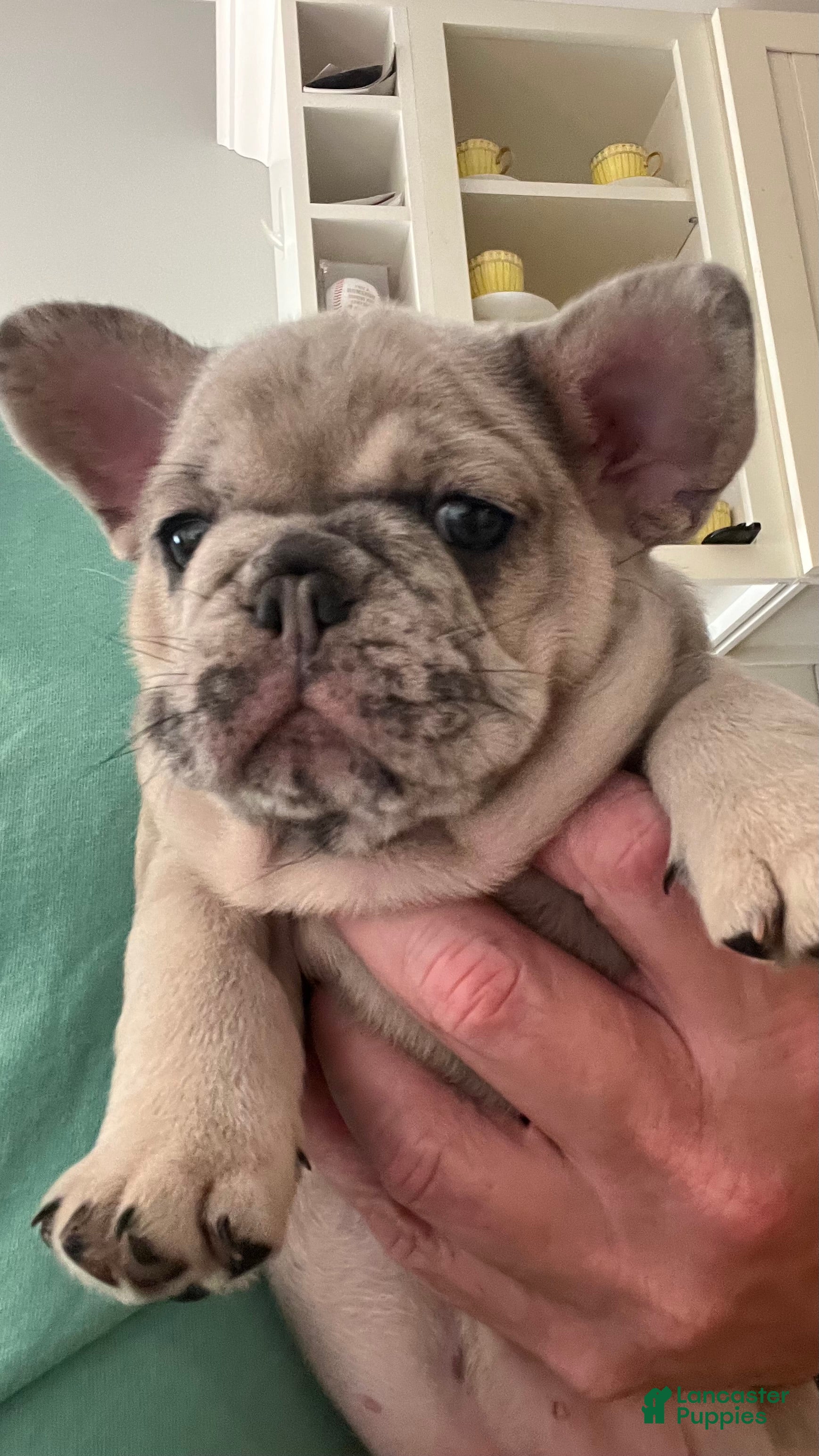 French Bulldog dogs French Bulldog Puppy 2 - Ad 32