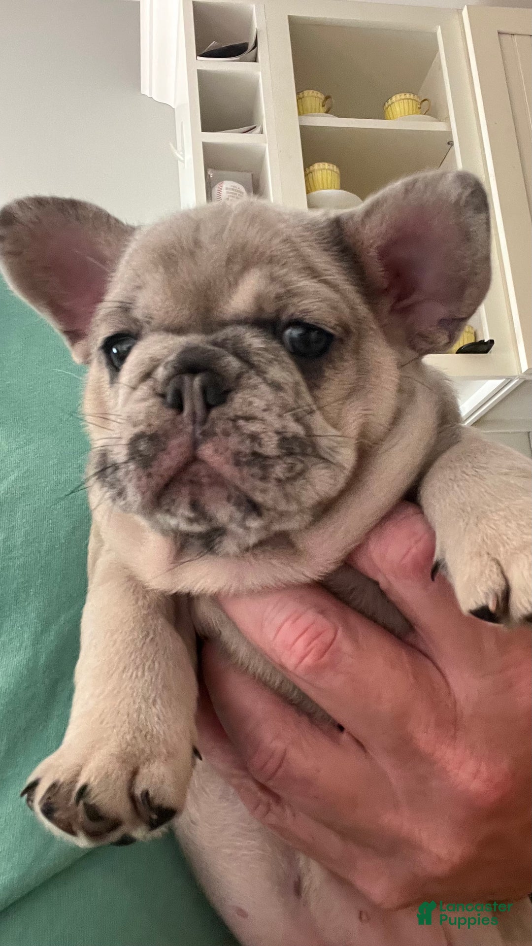 French Bulldog dogs for sale: French Bulldog Puppy 2 - Ad 1