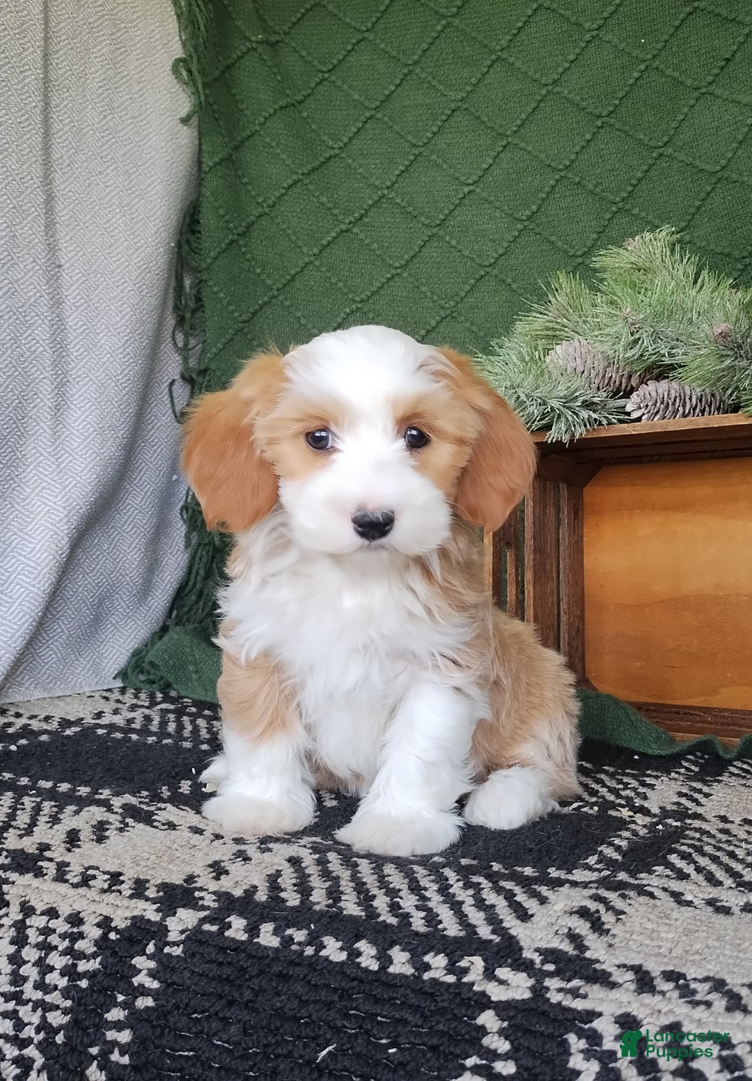 Havanese dogs for sale: Amber  - Ad 2