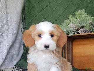 Havanese dogs Amber - Ad 21
