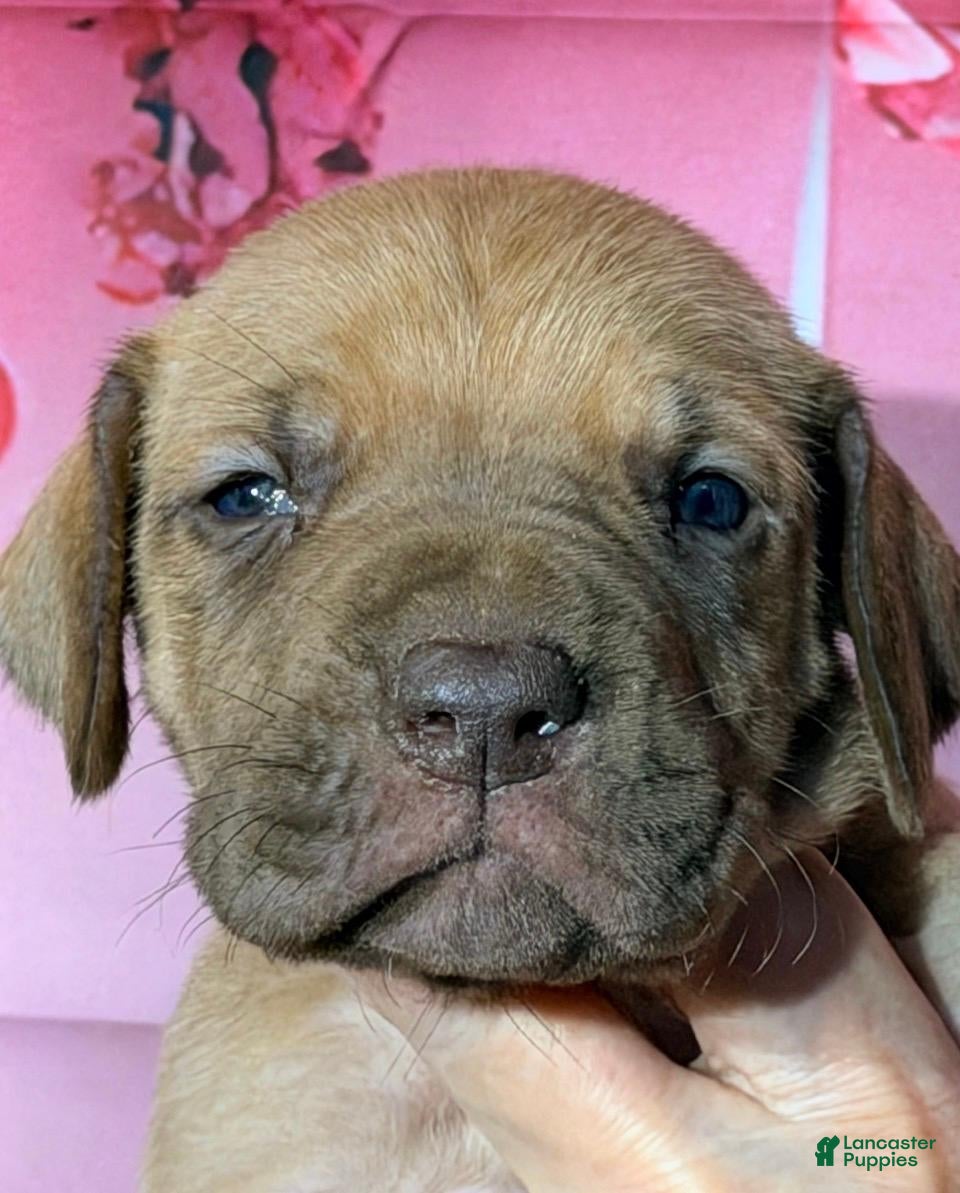 Great Dane dogs George - Chocolate Fawn - Ad 18