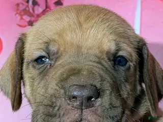 Great Dane dogs George - Chocolate Fawn - Ad 18