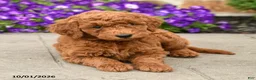 Mini Goldendoodle dogs for sale: Tilly  - Ad 5