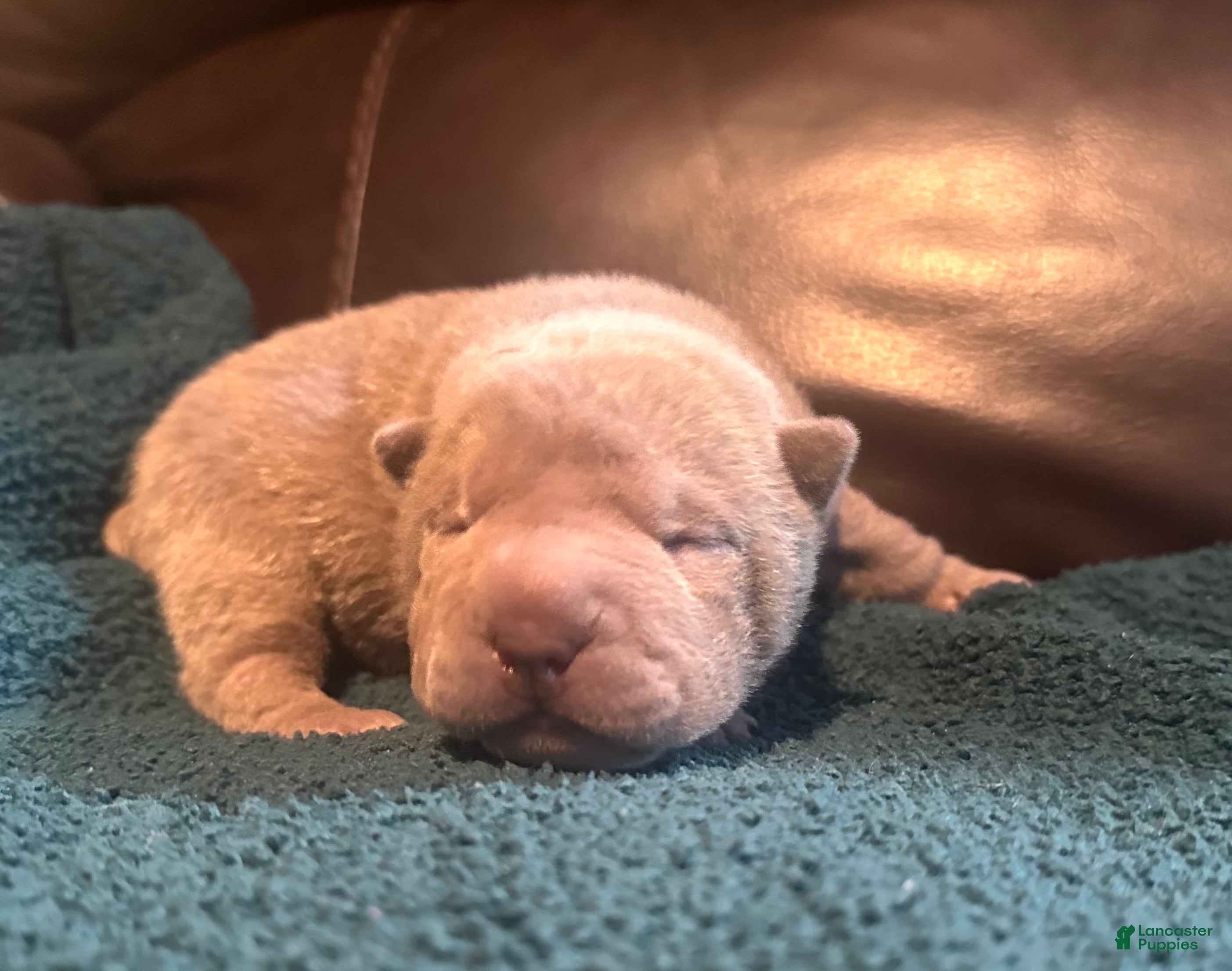 Shar Pei dogs Rose - Ad 3