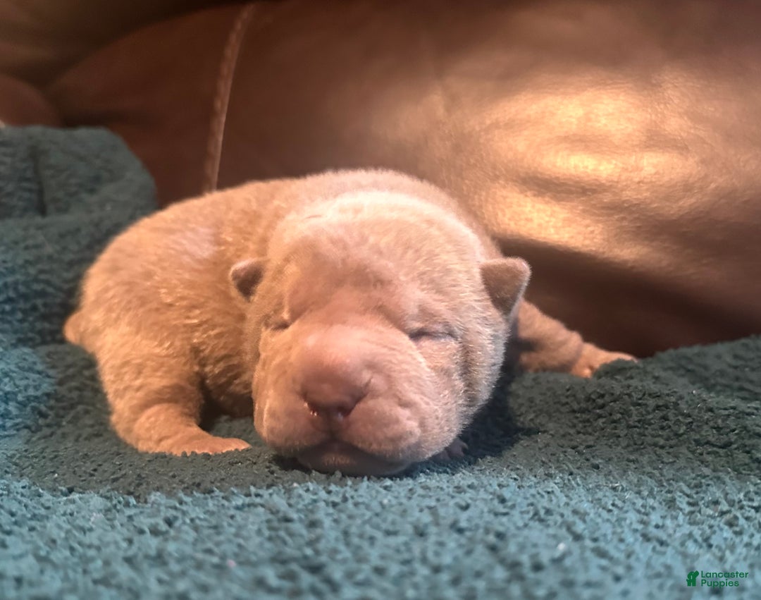 Shar Pei dogs for sale: Rose - Ad 1