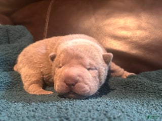 Shar Pei dogs Rose - Ad 3