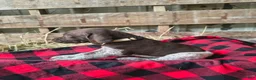 German Shorthaired Pointer dogs for sale: Chloe - Ad 1