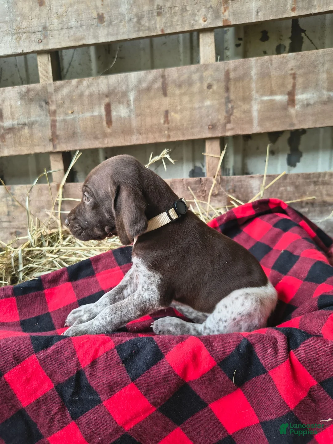 German Shorthaired Pointer dogs for sale: Chloe - Ad 1