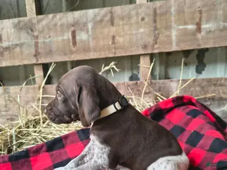 German Shorthaired Pointer dogs Chloe - Ad 12