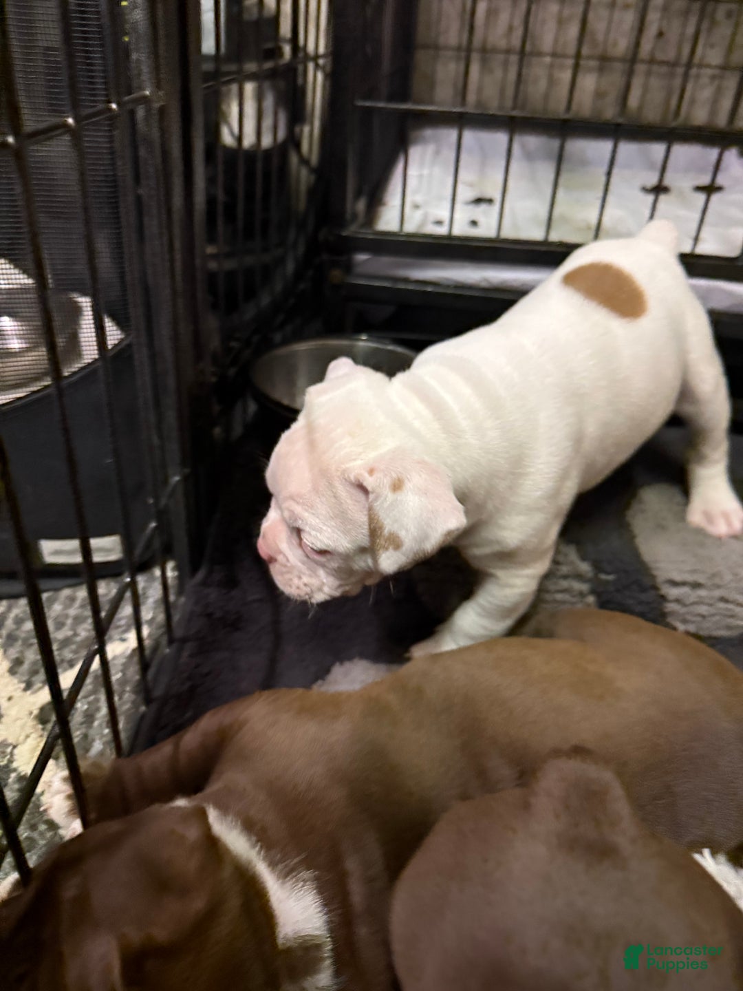 Olde English Bulldogge dogs for sale: Olde English Bulldogge Puppy 4 - Ad 3