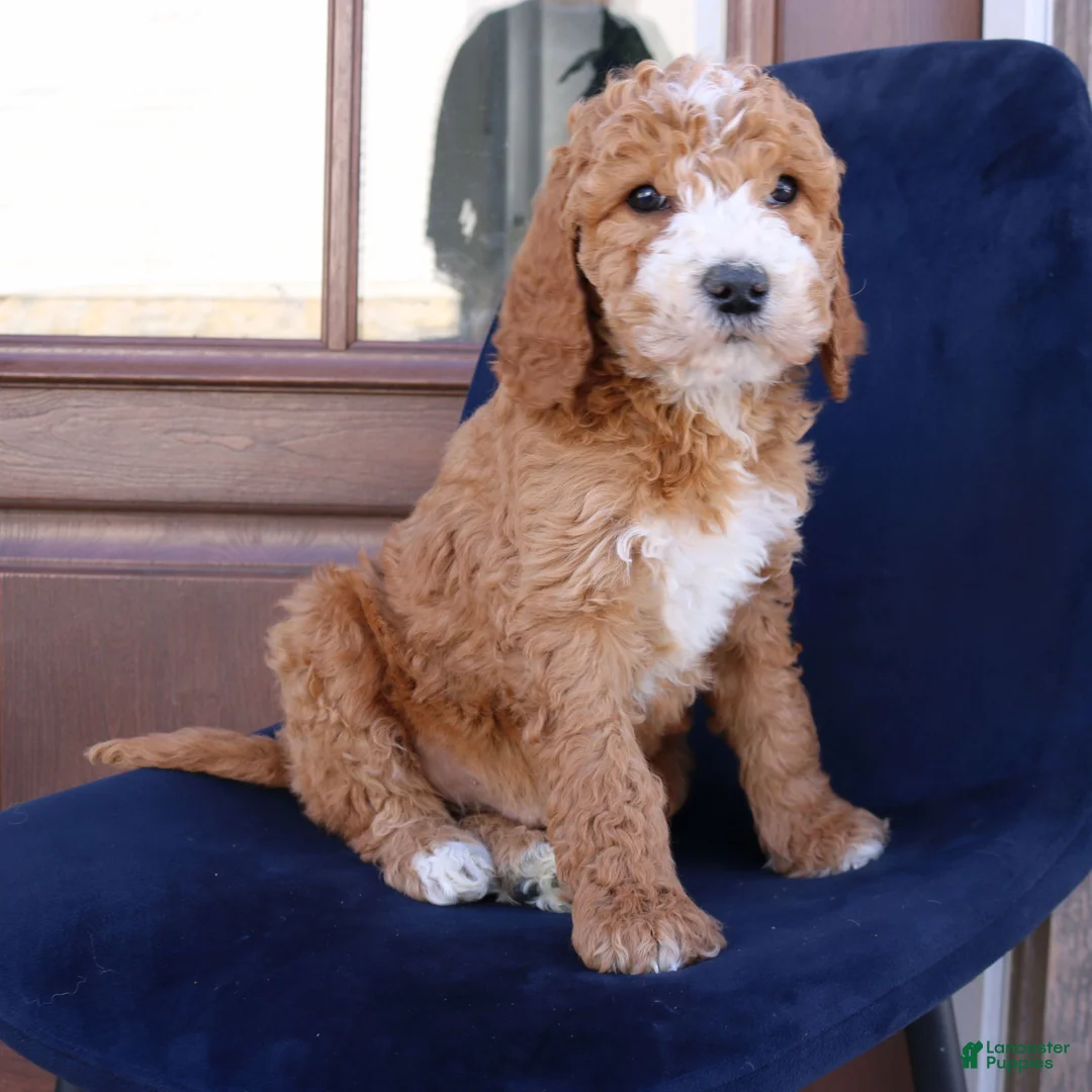 Goldendoodle dogs for sale: Phoenix  - Ad 4