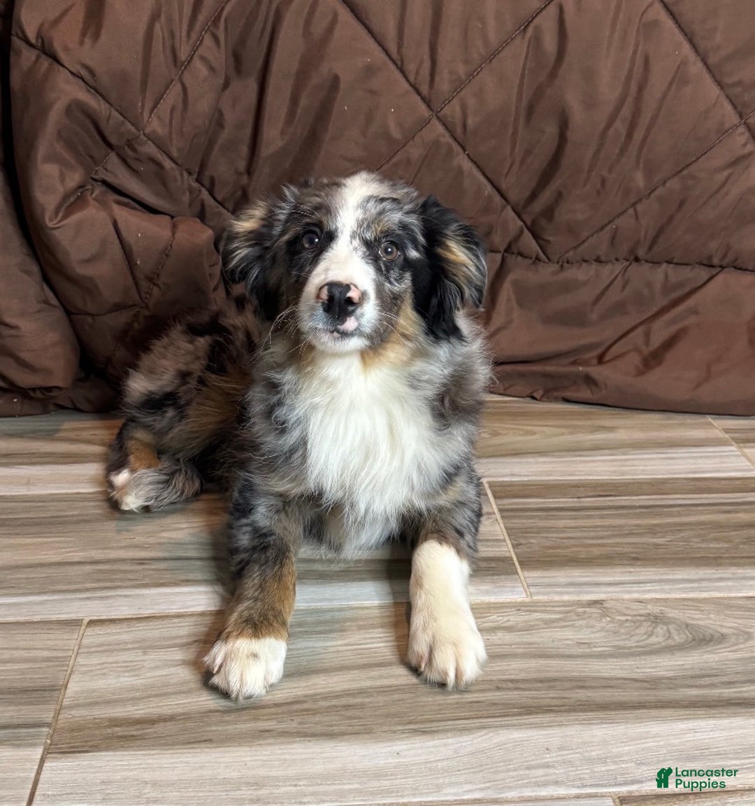 Anatolian Shepherd dogs for sale: Anatolian Shepherd Puppy 1 - Ad 1