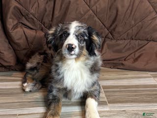 Anatolian Shepherd dogs Australian Shepherd Puppy 1 - Ad 28