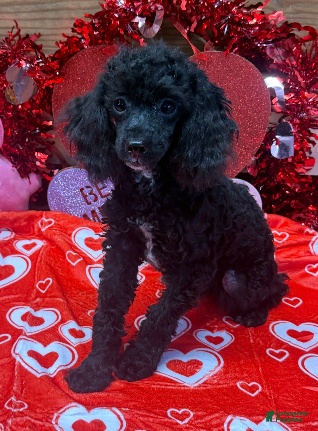 Toy Poodle dogs for sale: Abe - Ad 3