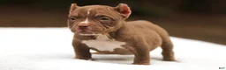 American Bully dogs for sale: Chocolate Female - Ad 1