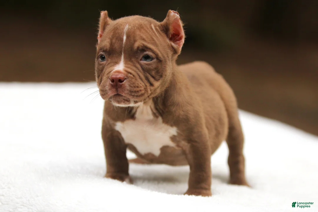 American Bully dogs for sale: Chocolate Female - Ad 1