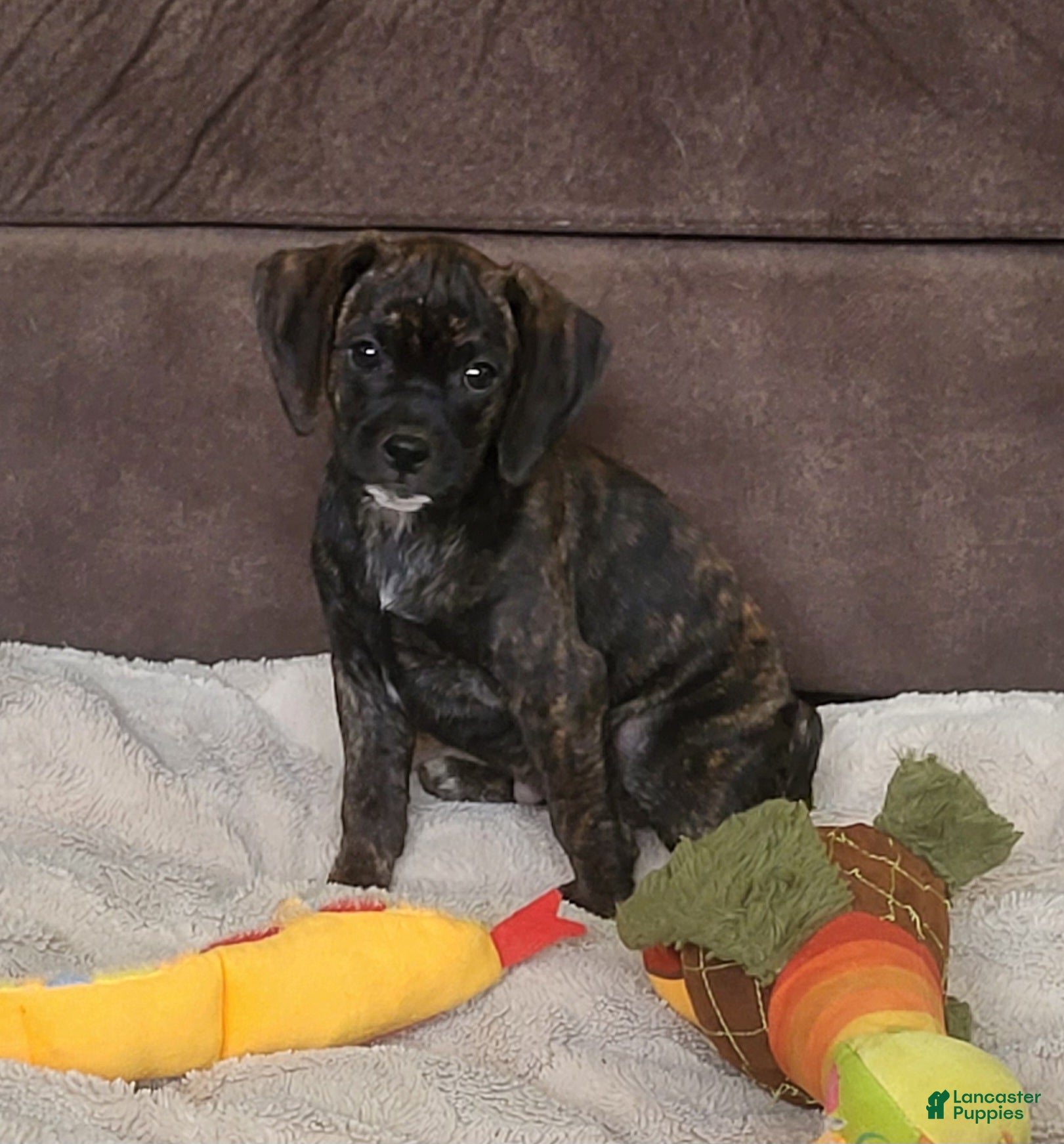 Puggle dogs Dolly - Ad 26