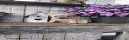 French Bulldog dogs for sale: Jenna - Ad 8
