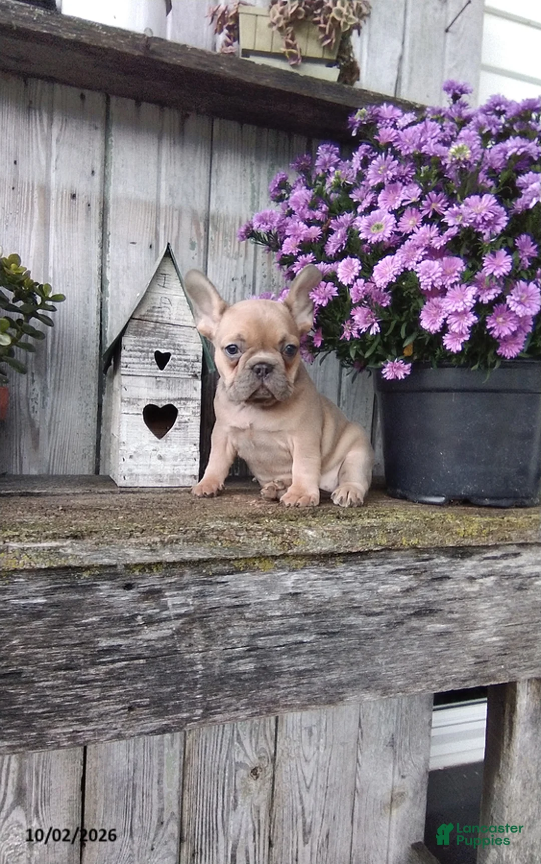 French Bulldog dogs for sale: Jenna - Ad 8