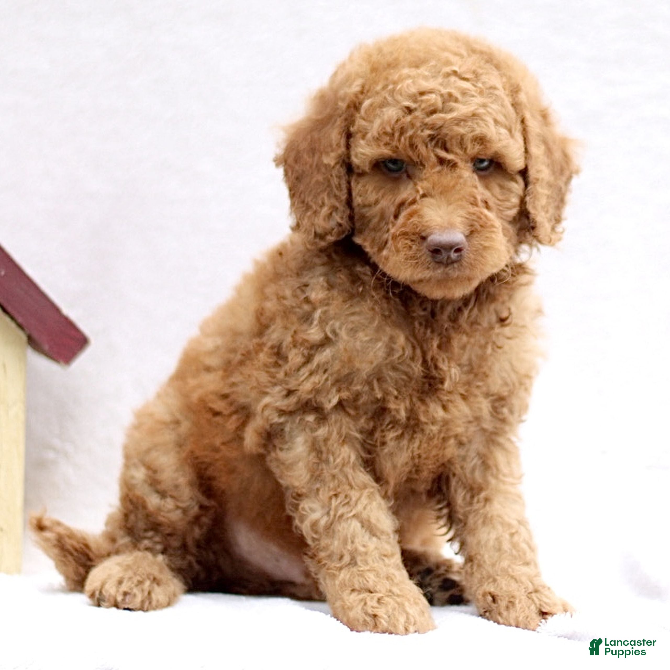 Mini Goldendoodle dogs Loki  - Ad 2