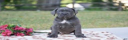 Cane Corso dogs for sale: Reba - Ad 1