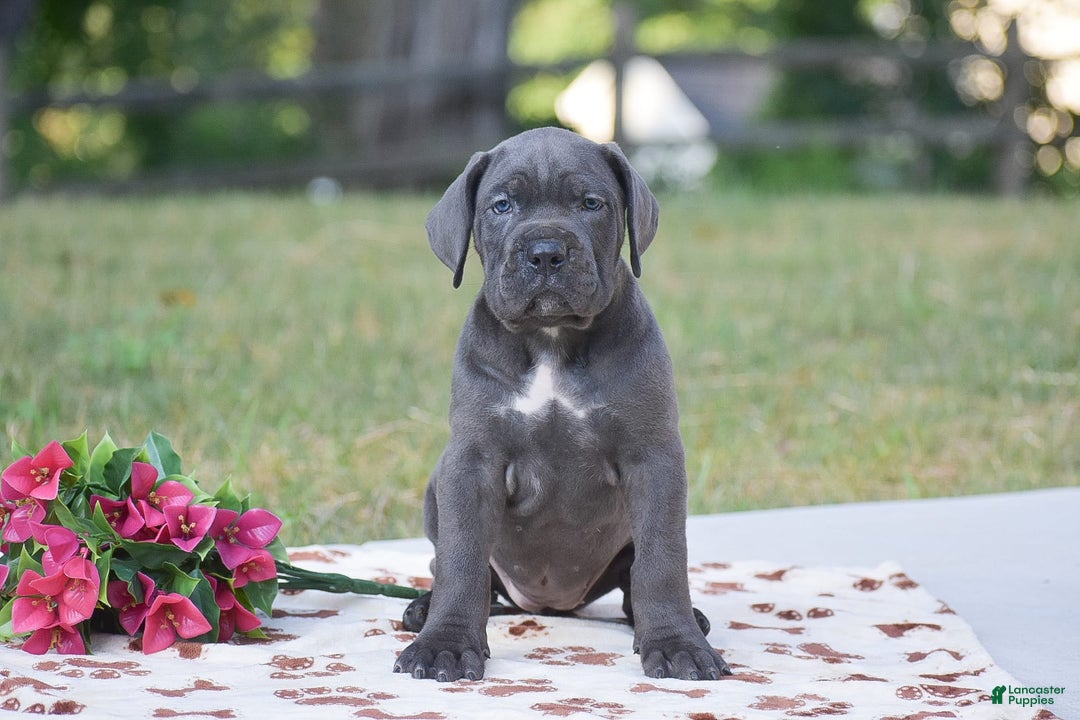 Cane Corso dogs for sale: Reba - Ad 1