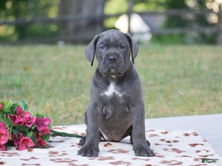 Cane Corso dogs Reba - Ad 24