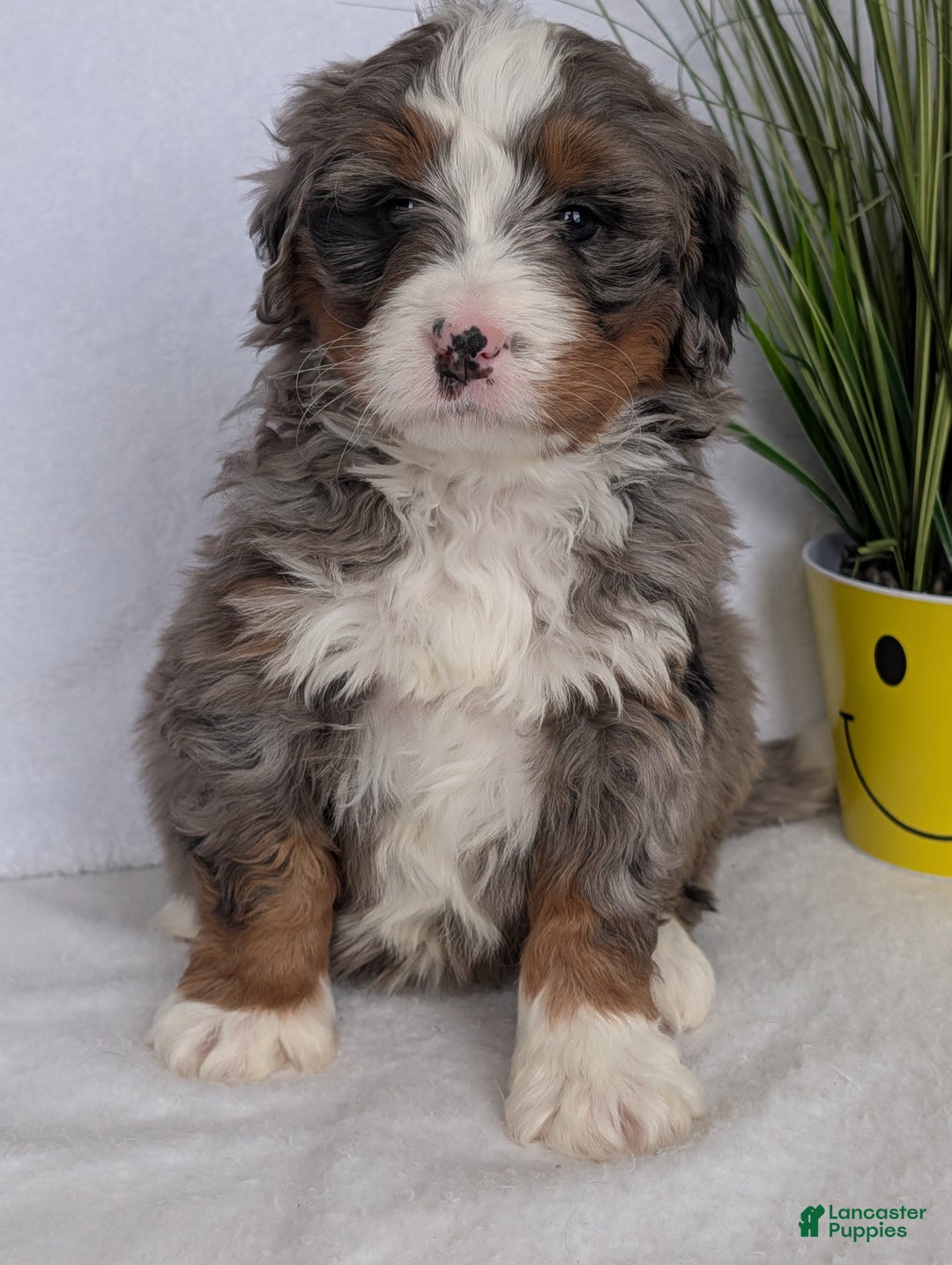 Mini Bernedoodle dogs for sale: Mini Nemo  - Ad 10