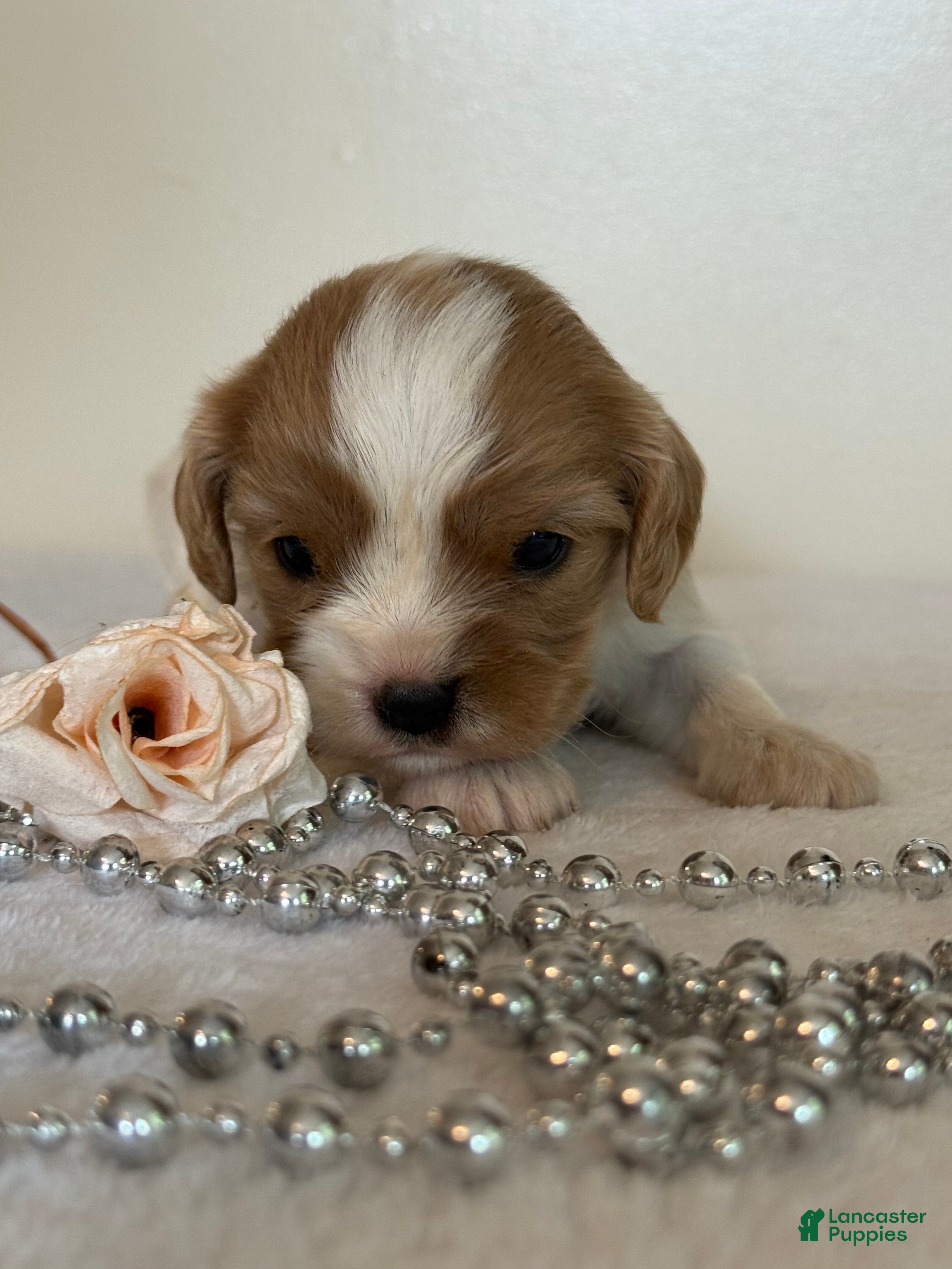 Cavalier King Charles Spaniel dogs Starlight Cavalier King Charles Spaniel  - Ad 2