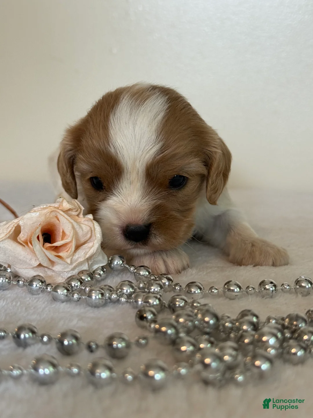 Cavalier King Charles Spaniel dogs for sale: Starlight Cavalier King Charles Spaniel  - Ad 2