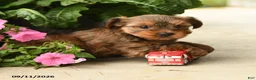 Yorkshire Terrier dogs for sale: Pretzel - Ad 3