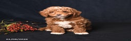 Toy Poodle dogs for sale: Moose - Ad 3