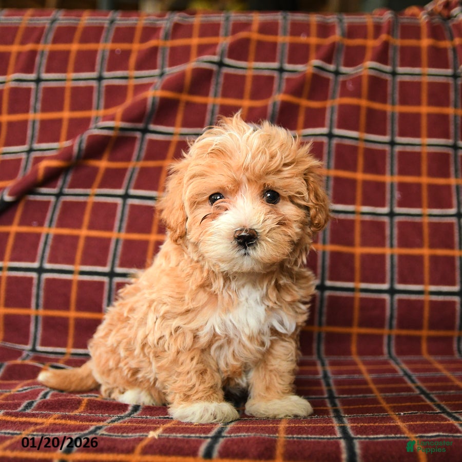 Maltipoo dogs Charles - Ad 31