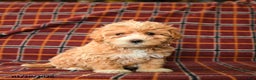 Maltipoo dogs for sale: Charles - Ad 1