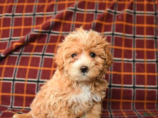 Maltipoo dogs Charles - Ad 31