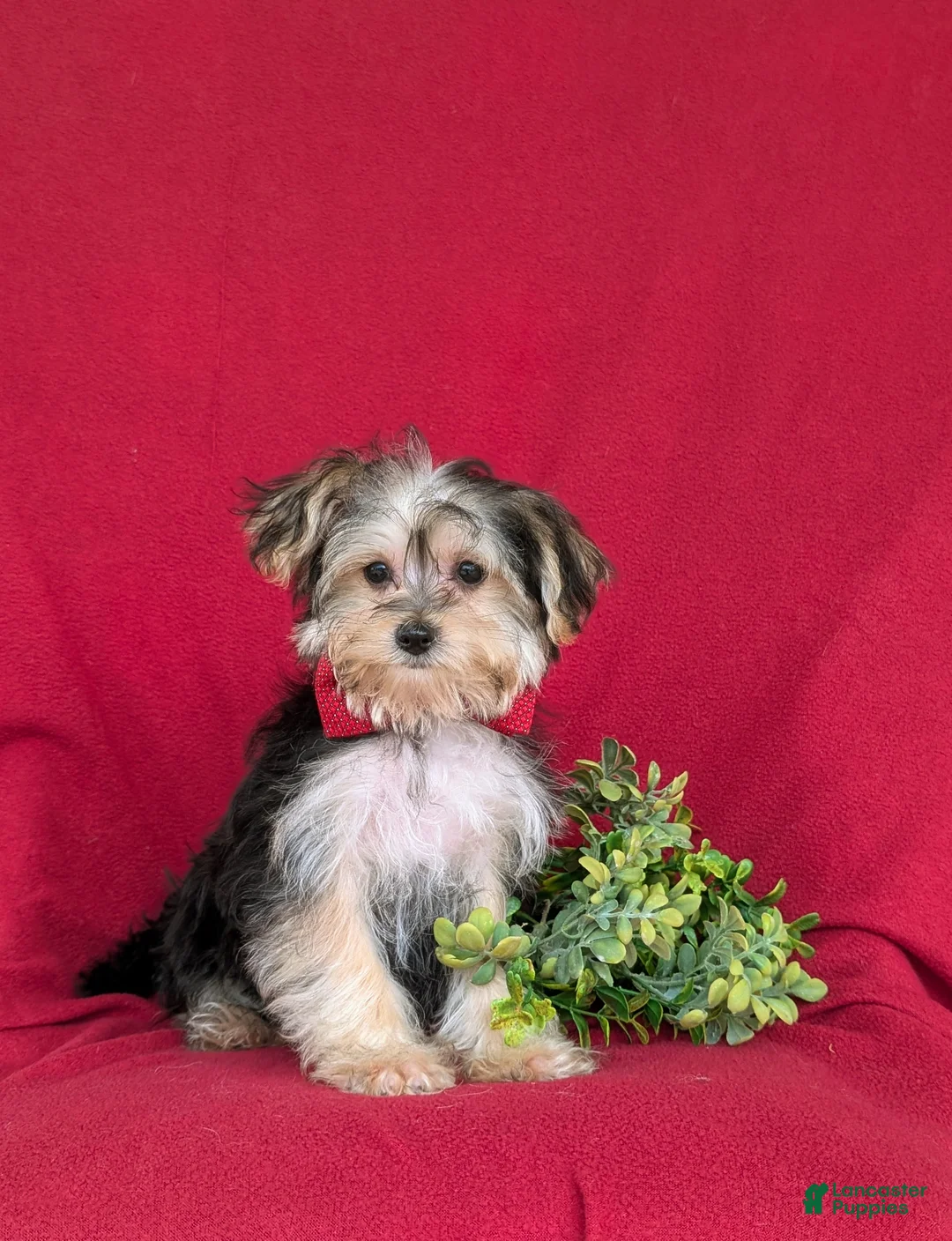 Morkie dogs for sale: Randall 6 lbs Full Grown - Ad 1