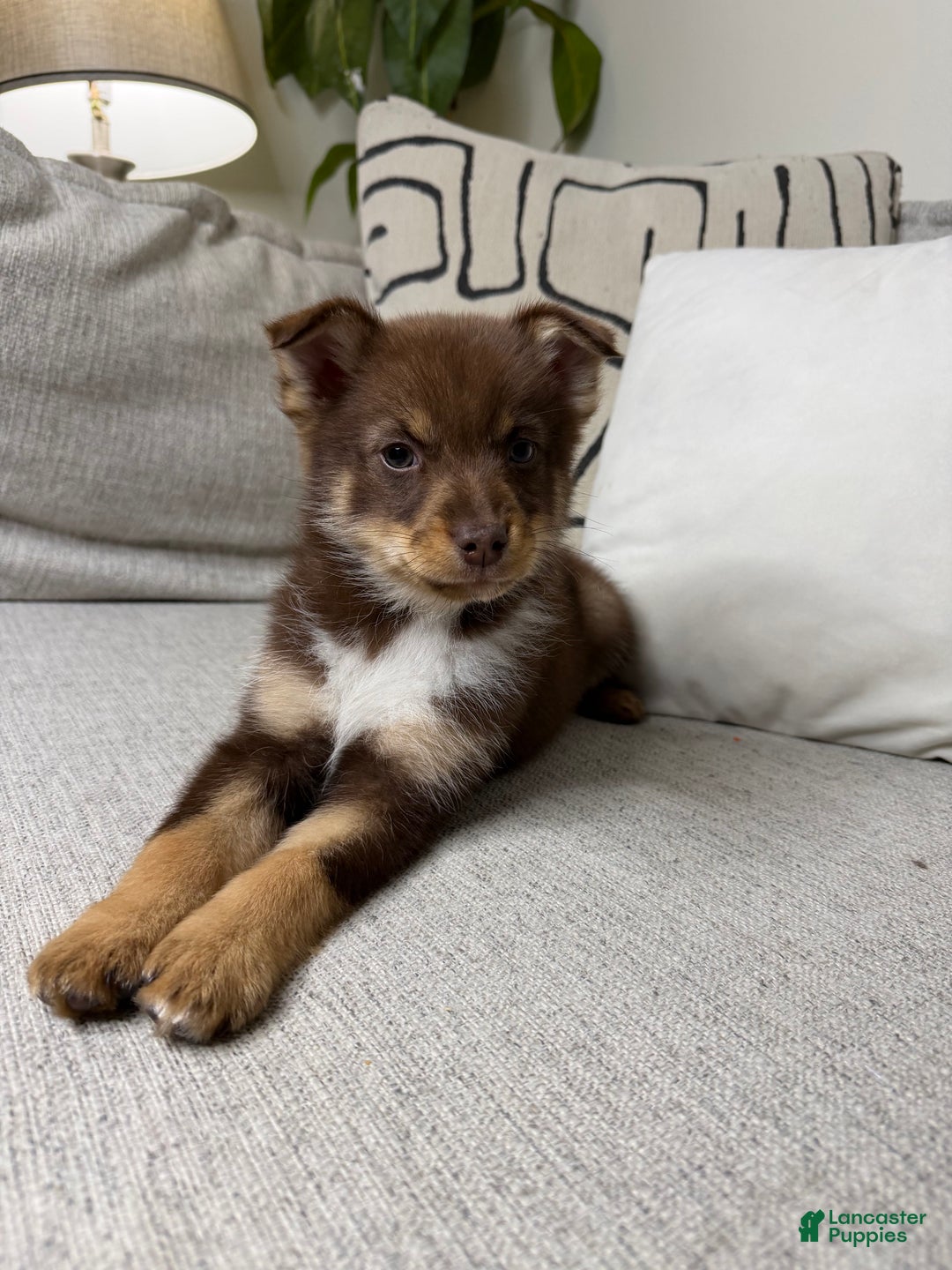 Pomsky dogs for sale: Dotty - Ad 13