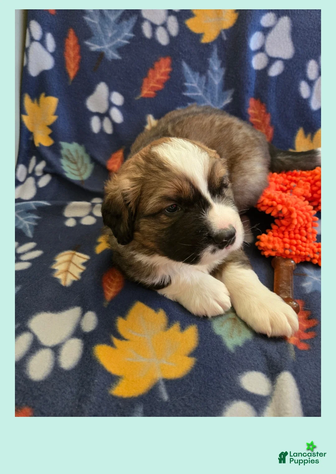 Mixed Breed dogs for sale: Zues - Ad 11