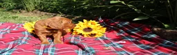 Mixed Breed dogs for sale: Summer - Irish Goldendoodle  - Ad 7