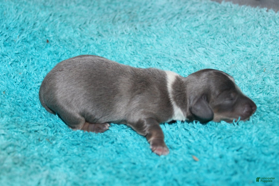 Miniature Dachshund dogs for sale: Belle Mini - Ad 8