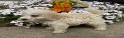 Miniature Poodle dogs for sale: Jack - Ad 7