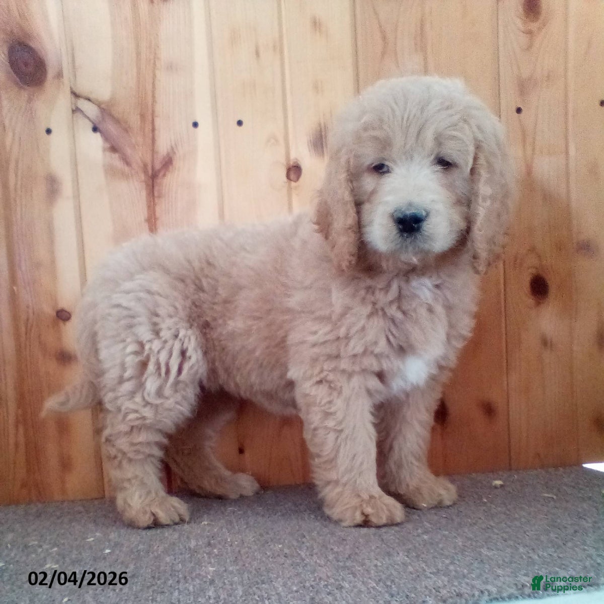 Goldendoodle dogs Peaches - Ad 35