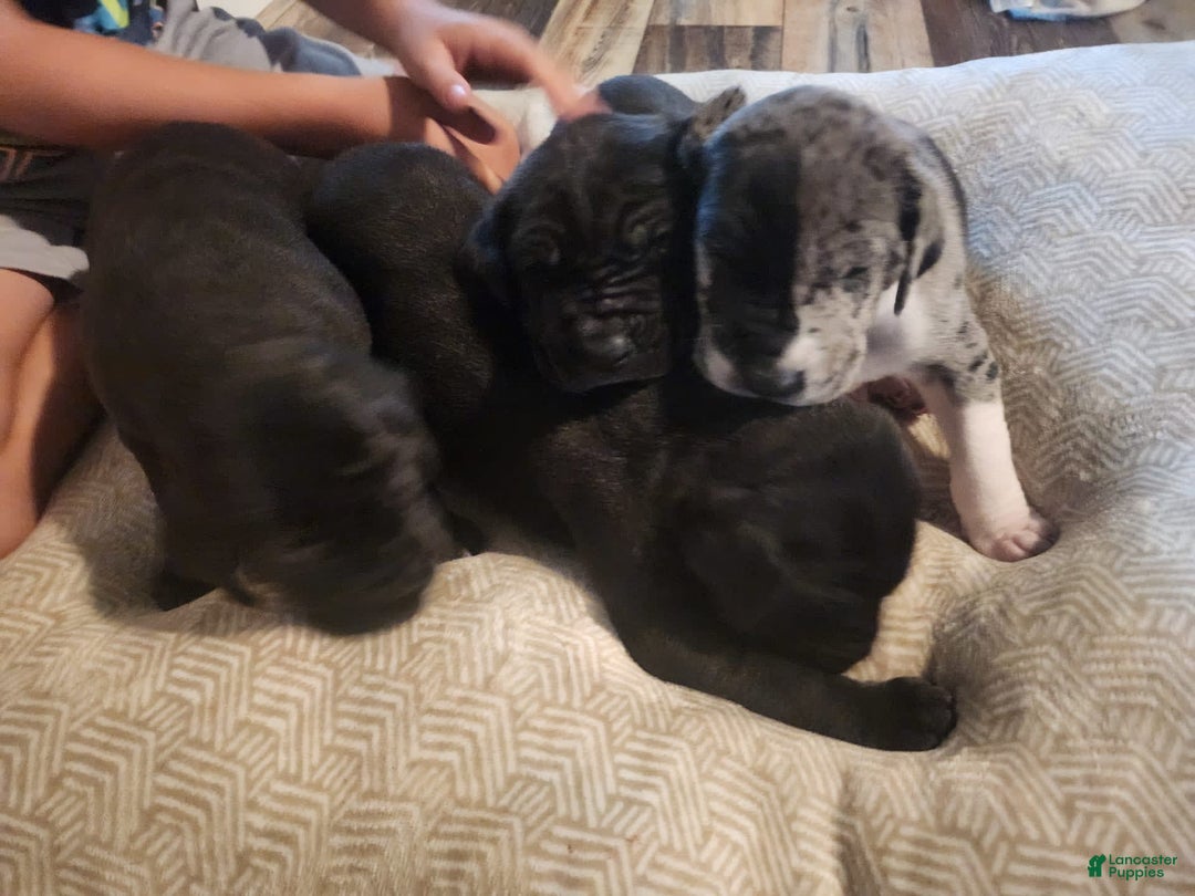 Gallery Image {{count}}